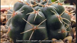 Кактус гимнокалициум — уход в домашних условиях