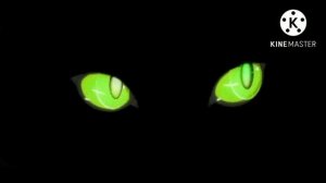 светящиеся глаза кота