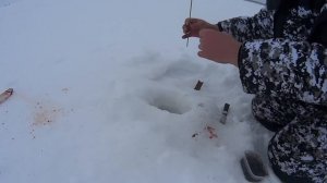 Рыбалка на Белом Море. Поехал за корюшкой наловил СИГа.