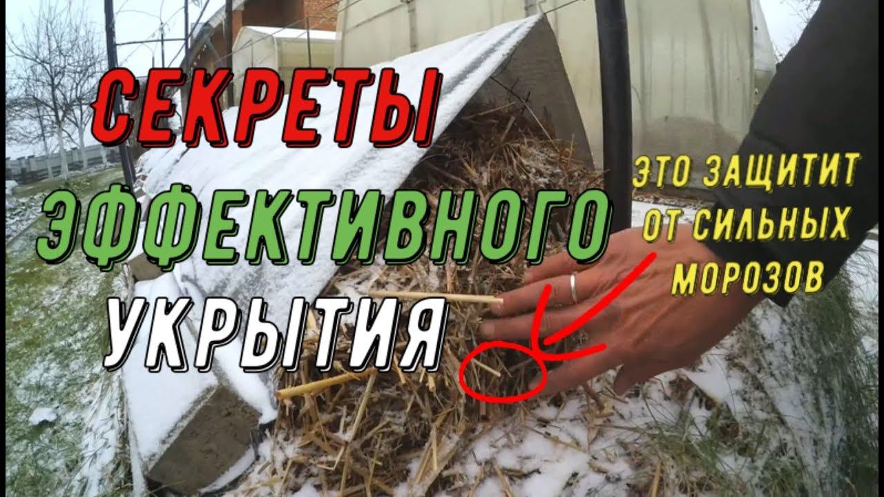 Секреты эффективного укрытия. Виноградник Вадима Точилина смотреть онлайн