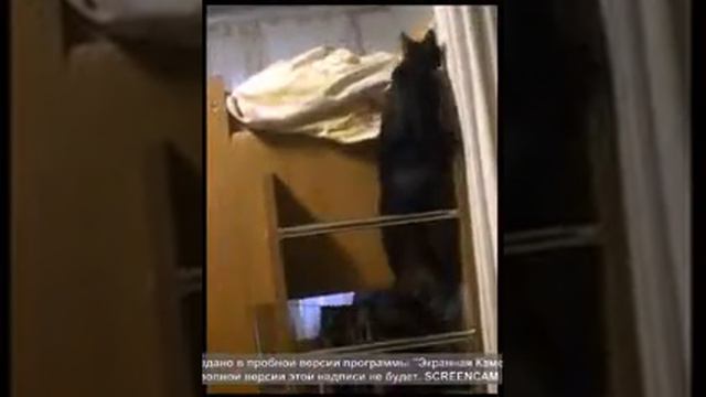 кот лезет на второй этаж кровати смотреть онлайн