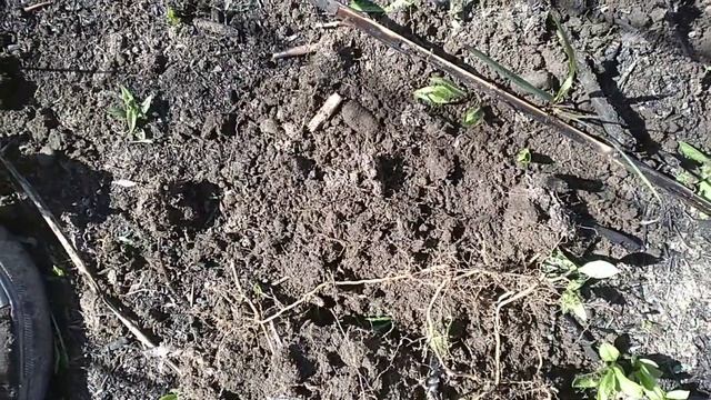 Бешенной собаке 100 км не расстояние! Второй выез по старине! Есть серебро ? смотреть онлайн