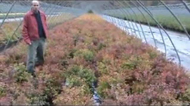 Spiraea-magic-carpet.flv