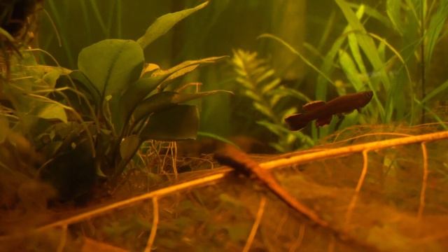 BLACKWATER GARDNERI KILLIFISH AQUARIUM SETUP (P82) смотреть онлайн