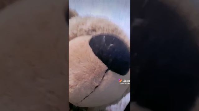 медведь умеет делать бит бокс смотреть онлайн