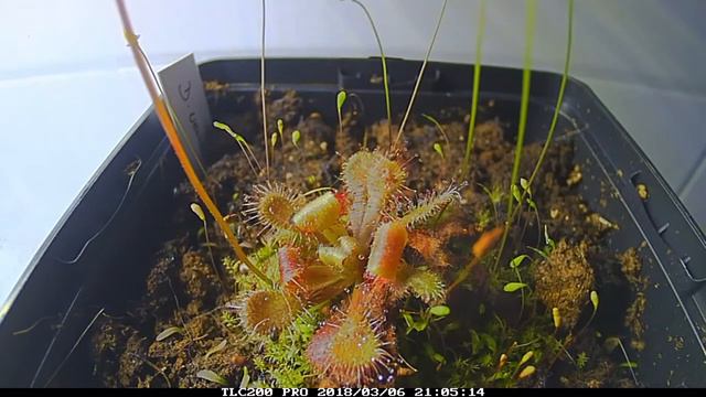Drosera venusta mit Fischfutter/ Time lapse of D venusta fed with fish food смотреть онлайн