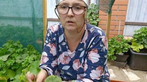 Обрезка и черенкование пеларгонии