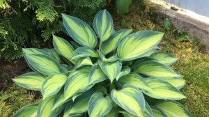 June hosta Джун хоста