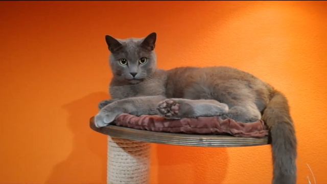 #СашаКира. У котейки счастье. Новые развлекухи. смотреть онлайн