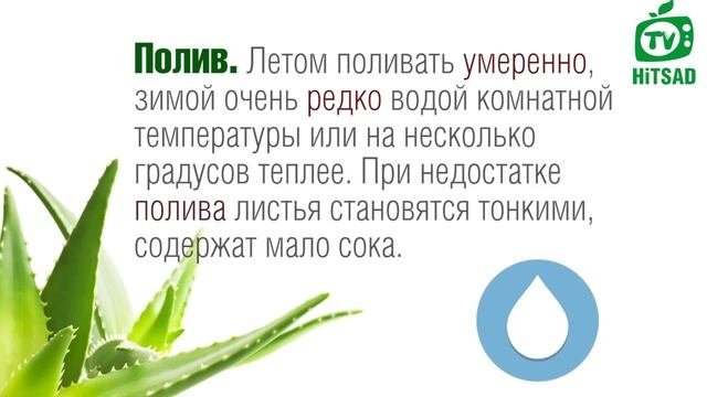 Алоэ  - комнатные растения ?Алфавит садовода - домашний доктор