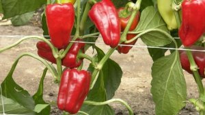 Гибрид перцев Джипси