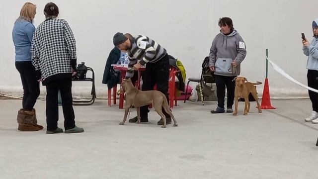 Выставка СКОР г.Энгель "ЗИМНИЕ ВСТРЕЧИ ". смотреть онлайн