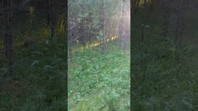 нагонка вечером после жары РПГ Захар РГ Звонка по зайцу смотреть онлайн