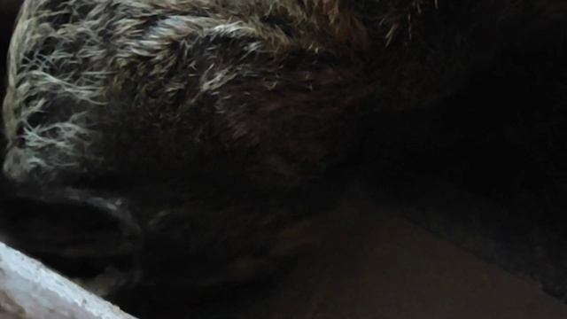 СВИНЬЯ В ОХОТЕ А У БАРАНА ЯЙЦА ЛОПНУЛИ ОБЗОР ХОЗЯЙСТВА ЖИЗНЬ В ДЕРЕВНЕ смотреть онлайн