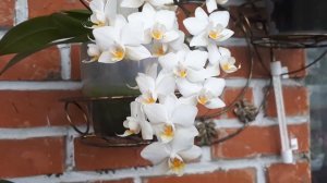 Порхающие мотыльки!!!