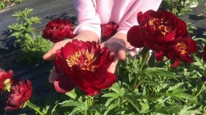 Buckeye belle peony. Бакай Белле пион. Пулков сад (2021 год)