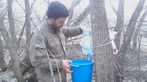 Кленовый сок. Сбор кленового сока в 2021 году. Русский дух в натуральном напитке от природы.