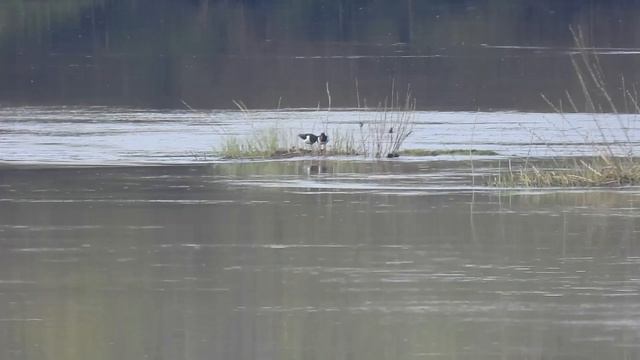 №3518 13 05 2023 Кулики сороки смотреть онлайн