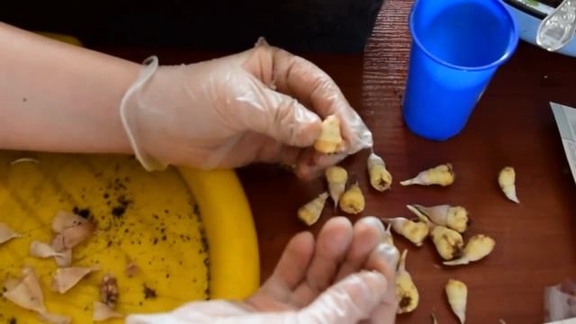 подготовка луковиц фрезии к посадке /freesia. Preparation For Planting Bulbs