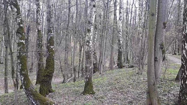 2022 Бирюлёвский дендропарк Царицыно 3мая 4к 1314 8мин..mp4 смотреть онлайн