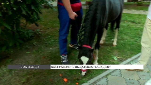 Как общаться с лошадью? смотреть онлайн