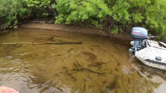 Ловля на воблер 80 мм от Mr. Musurok Хабаровский край, река Нельма смотреть онлайн