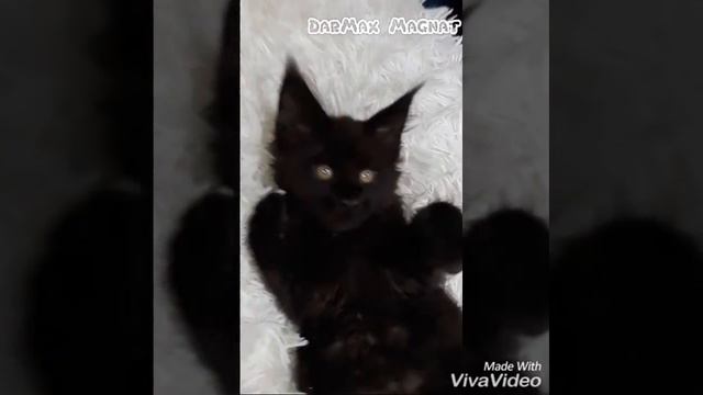 DarMax Magnat 2 m. смотреть онлайн