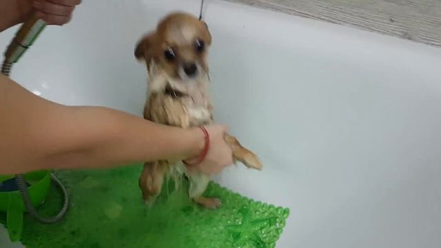 VLOG КАК ПОМЫТЬ ЩЕНКА. Собака Алиса у грумера смотреть онлайн