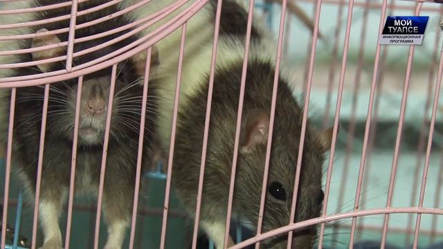 Стартовала последняя смена дневного пребывания детей в лагерях смотреть онлайн