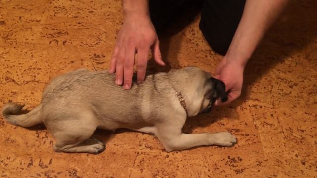 Дрессировка собак! Фрэнк!команда ЛЕЖАТЬ! Мопс Фрэнк! How to teach the command to lie! Frank the Pug смотреть онлайн