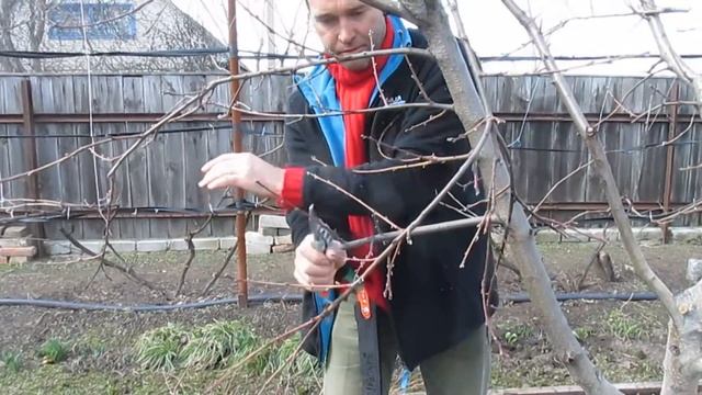 Обрезка персика. КАК ОМОЛОДИТЬ ПЕРСИК. смотреть онлайн