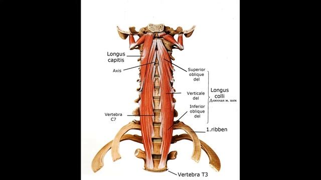 Длинная мышца шеи Musculus longus colli смотреть онлайн