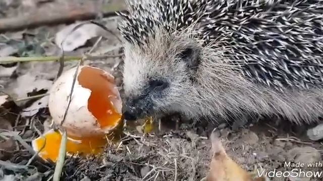 В мире животных. Ежик ест сырое яйцо) #ежик #чемпитаютсяежики #конныйдворик #питомцы смотреть онлайн
