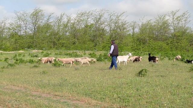Пастухи и стадо в горах Чечни смотреть онлайн