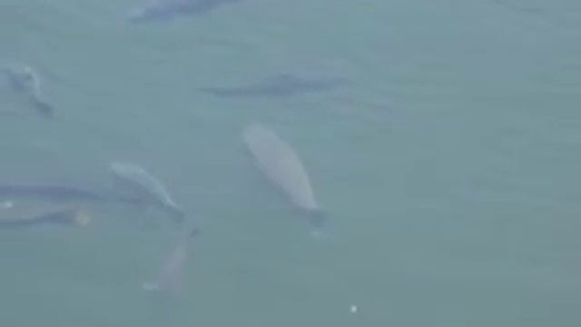gulp carp video смотреть онлайн
