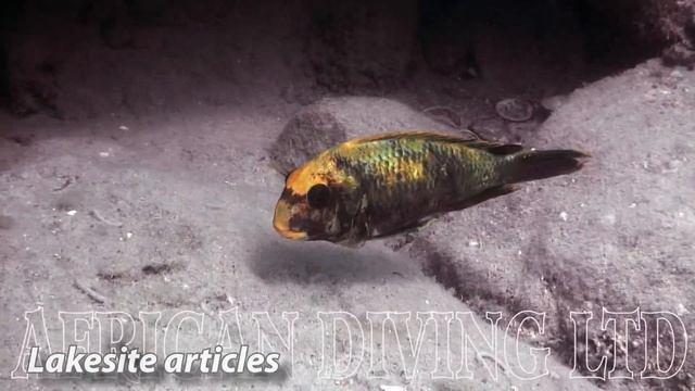 Lake Tanganyika Cichlids in the Wild (HD 1080p) смотреть онлайн