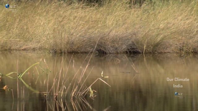 Wild Okavango Jungle Documentary In Hindi - Hindi Language Documentary . смотреть онлайн