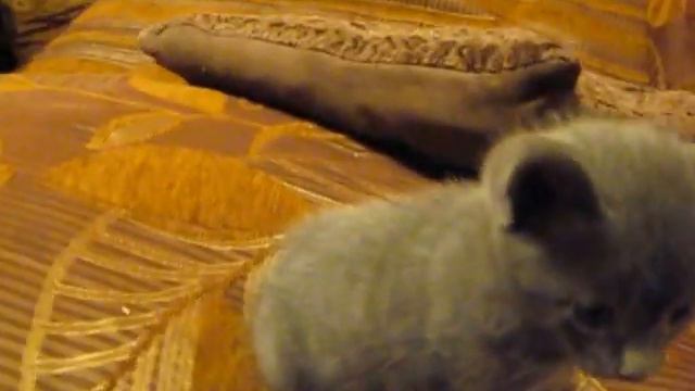 котенок русской голубой породы, 1 месяц смотреть онлайн