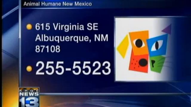 KRQE.com Pet Of The Week: Ziggy