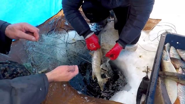Рыбалка на Сети! Проверка сети - Секрет Ловли! Золотой Окунь - Отличный Улов! смотреть онлайн