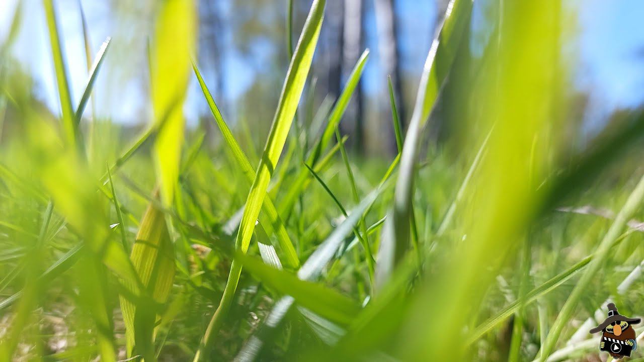 питер. весна. от "Академической" к "Политехнической" | сад верности | владения бенуа | shortys смотреть онлайн