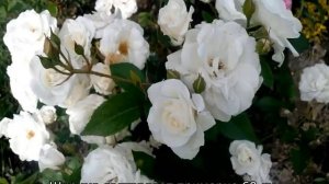 Почвопокровные розы