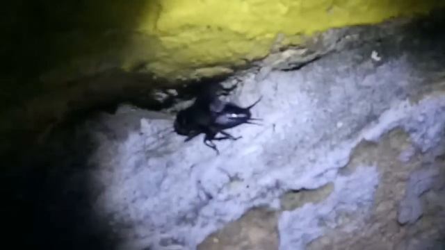 Сверчок крупным планом ) смотреть онлайн