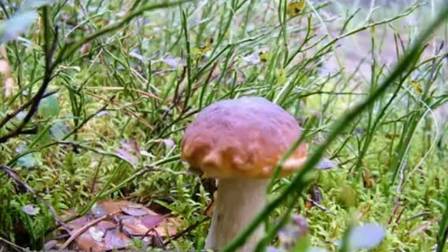 Грибы 2008 - Mushrooms смотреть онлайн