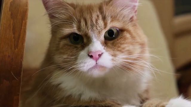 Интересные факты. Что вы не знали о рыжих кошках? смотреть онлайн