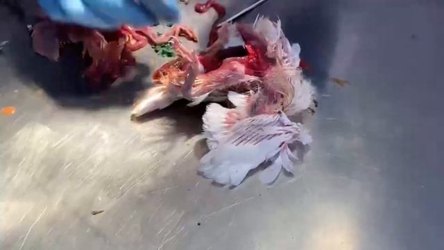 Это должен знать каждый Голубевод! #махачкала #pigeons #голубидагестан #бакинскиеголуби