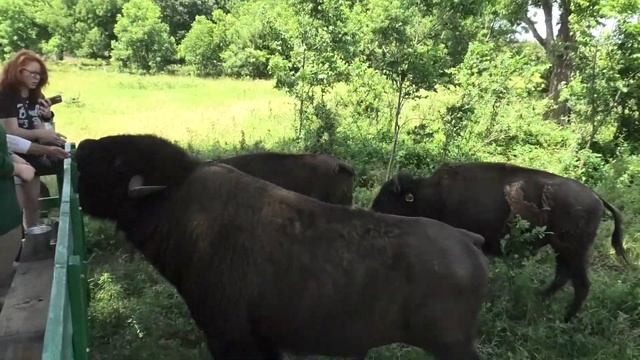 Close Encounter With Bison At The Old West Buffalo Company смотреть онлайн