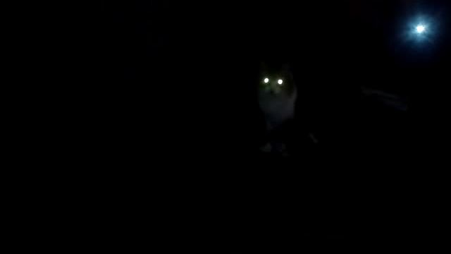 Зеленые глаза что светятся в ночи смотреть онлайн