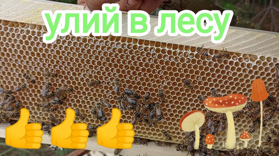 Лесные пчёлы! Пчеловодство! смотреть онлайн