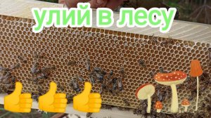 Лесные пчёлы! Пчеловодство!